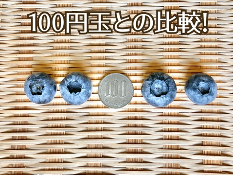 【2025年岩手県産】生ブルーベリー1kg【200g×５パック】予約開始！