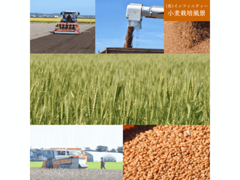 ネバ玄粒 玄小麦 中力系 5kg 青森県産単一品「ネバリゴシ」100％使用 日本の小麦 国産小麦 国産玄粒