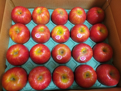 12月9日から🍎【ヒルナンデスでました！】ピンクレディ®︎ 5キロ訳あり品 加工用にご利用ください！長野県 信州 安曇野 リンゴ 幻 幻のリンゴ 予約 希少 旬 ID36611 ピンクレディー