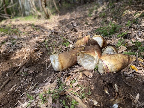 朝掘りタケノコの水煮　【クール便】　筍　タケノコ　たけのこ　水煮