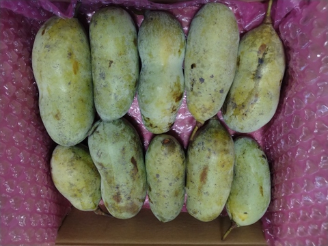 【幻のフルーツ☆森のカスタード】ポポー1.5Kg（約１０個）以上をお届け【クール便】