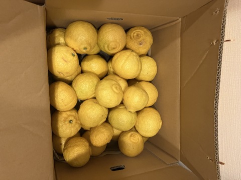 はるか　春の味　家庭用Ｂ品　箱込み8キロ