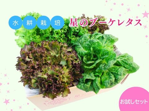 洗わずすぐに食べられる安心品質！
ビタミンA約9倍、β-カロテン約10倍の栄養満点レタス。
栽培期間中農薬不使用・完全閉鎖型水耕栽培で育てた、自信作。