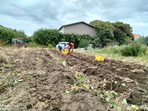 栽培期間中農薬不使用　サツマイモ『べにはるか』3kg　(大小込み)　千葉県いすみ市産　栗きんとんにもピッタリなお芋です☆