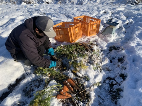 【自然栽培】鮮紅三寸人参 2kg