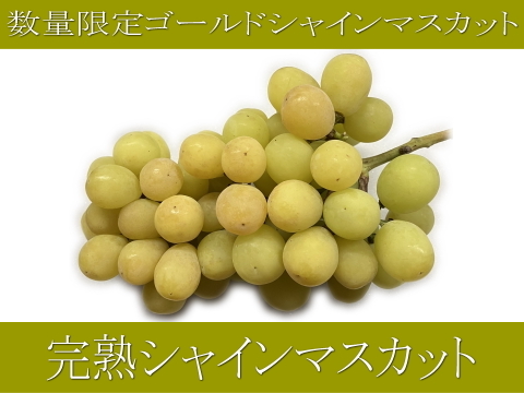 食べチョク登録記念
2025年限定山梨県産ゴールドシャインマスカット入りシャインマスカット約1.1kg~1.2kg　【ご家庭用訳あり】最終になります。美味しい食べ方や保存の仕方を同封します!