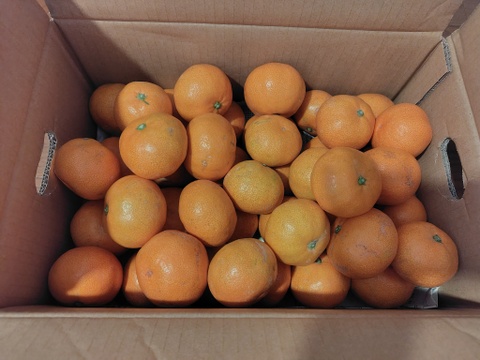 リピーター続出の人気商品！『三ヶ日早生みかん』ご家庭用5kg