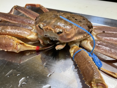 山陰冬の味覚の王者【松葉蟹】ズワイガニオス/中サイズ/600~800g【吟醸蒸し】【冷凍】【年末年始日時指定可】