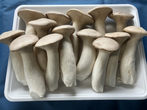 【ゲン担ぎ福袋】金（菌）招く！？きのこ屋の福袋