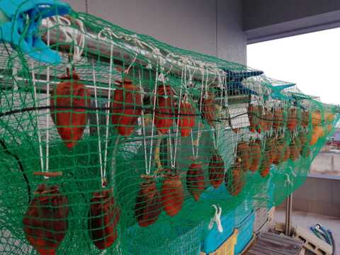 【天日干し】令和７年産干し柿(６００ｇ前後、冷凍保存)　１パック【農薬化学肥料不使用】【あわせ買い可】【熨斗(のし)対応可】６０サイズ箱