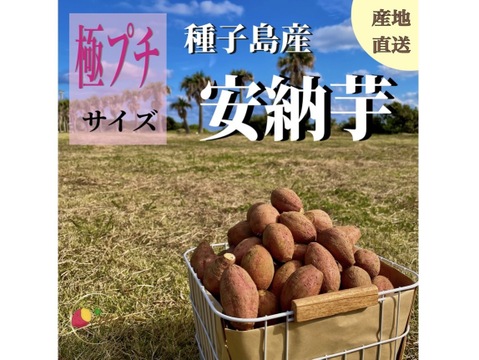 種子島産 安納芋 極プチサイズ 2kg｜甘くて濃厚🍠｜aimo農園直送