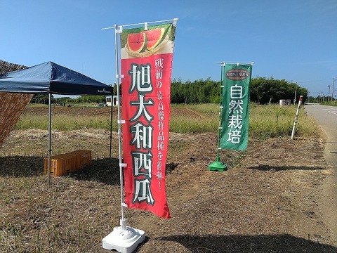 【復刻！】旭大和西瓜 Mサイズ