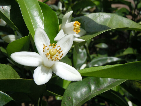 牧之原HONEY 200gチューブセット