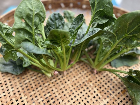 【群馬県産】ほうれん草　1kg