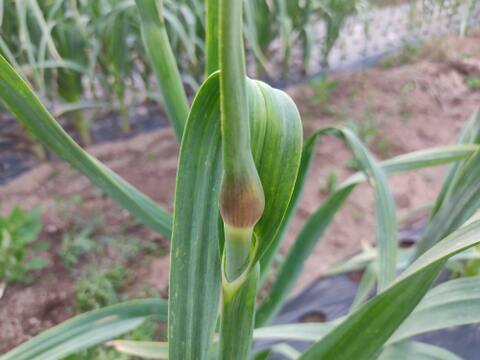 ✨極太！ジャンボにんにくの芽10本✨やわらか甘い春のごちそう｜国産・採れたて直送🥬農薬・化成肥料不使用