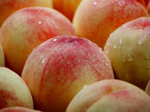 【早期予約価格】🍑あま～い桃　あかつき　約1.5kg　5玉前後　8月上旬　採れたて農家直送　夏ギフト　【朝どれ】