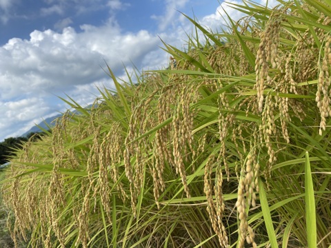令和6年産　田んぼ屋たなかのにじのきらめき　10kg（精米）