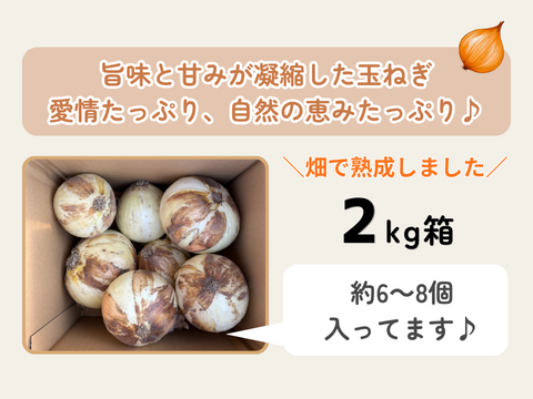 【玉ねぎの最高峰】淡路島 完熟玉ねぎ10kg 約30～40個入