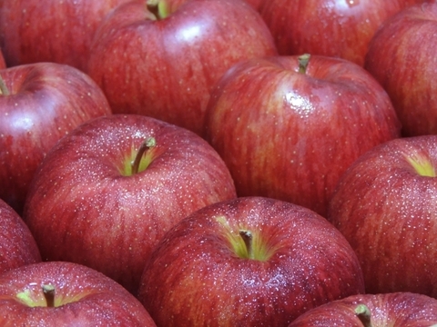絶妙な甘さ【シナノスイート】　10㎏ 26～40玉　10月中旬頃収穫　青森りんご　農家直送