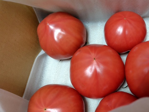 【完熟】あいちの伝統野菜『ファーストトマト』小箱約1kg　今や幻！酸味と旨味のバランス絶妙！