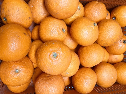 飲む柑橘！？【きよみオレンジ家庭用】春にお勧めの品種