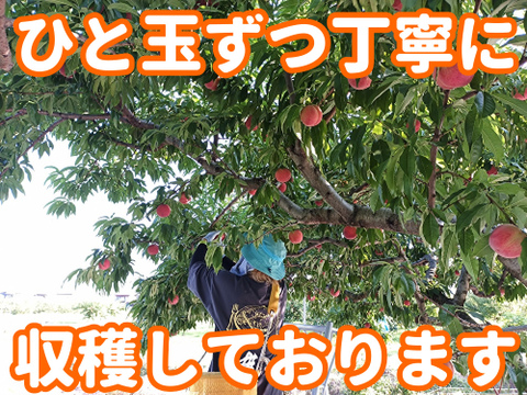 【福島県の桃】品種おまかせ　中箱9〜13玉（約３kg）【ギフト・贈答用に】7月30日頃〜8月15日頃まで販売