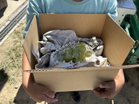 黄玉ぶどう⭐︎至福の甘味と味わい♪おためし1房自宅用