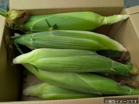 【予約販売｜5月末〜発送】朝採れ直送🌽甘さ爆発！HANA FARMのゴールドラッシュ ３kg