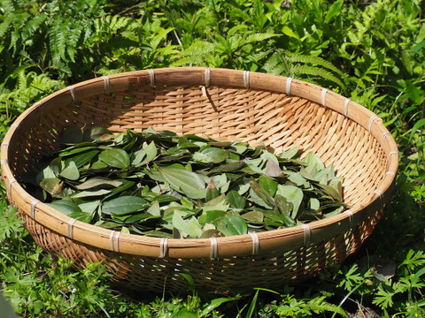 【味に自信あり：新商品！西表島原産　琉球ニッキ茶　100% 自然栽培＆農薬不使用（７g）
