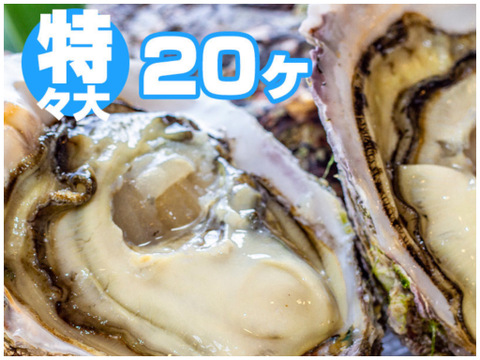 徳島県産 天然 岩牡蠣
【特々大 ２０ヶ入】