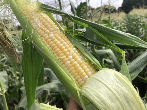 留守農場の朝穫れスーパースイートとうもろこし🌽バイカラー　感動の甘さをお届け　(Lサイズ６本)