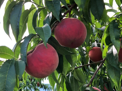 桃の概念が変わる硬さ【おどろき】2kg 数量限定