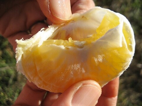 朝採りの食べ比べ☆旬の「はるひ」と走りの「甘夏」＝3kg☆ 農薬・肥料・除草剤不使用