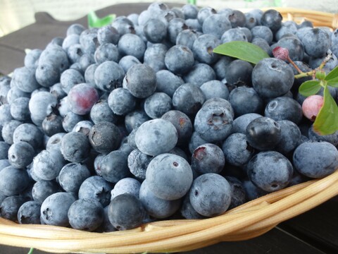 【よくばり食べ比べセット】国産ブラックベリーとブルーベリー合計2キロ【冷凍】