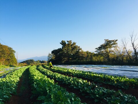 【おうちで冬ギフト】季節の味を楽しみ尽くす、こだわり派に贈るたっぷり根菜セット