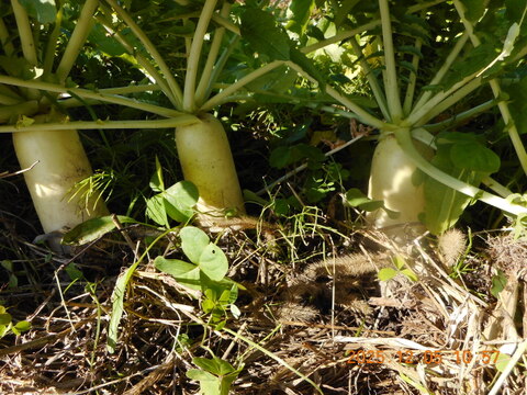 6名限定：自然農栽培で育てた奈良の冬野菜