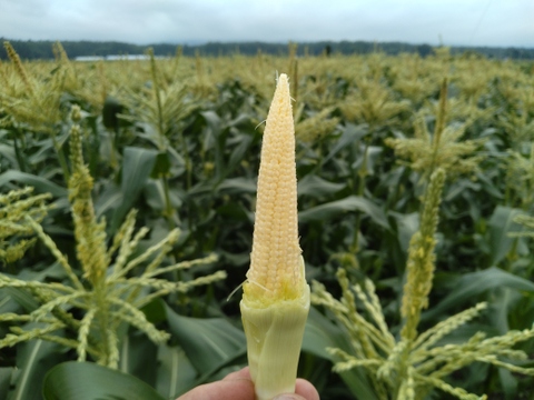【八ヶ岳山麓茅野産】朝採り 新鮮な ヒゲ付 皮付🌽ヤングコーン🌽５０本🌽