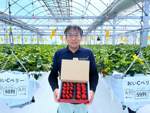 《高ビタミンC含有、酸味甘みのバランスが良い》　おいCベリー280g×2パック　佐賀県基山町産