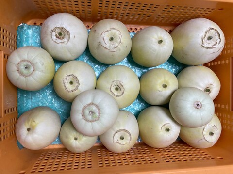 【自然栽培】固定種 みずほニューメロン 2kg以上★農薬・肥料不使用｜昔懐かしメロン