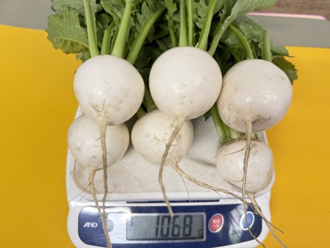 春限定｜梨みたいな甘さの安曇野サラダカブ・ラティーナ 1kg（葉付き5～８玉）