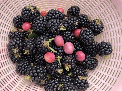 ワインのような深み！大人のブラックベリー｜収穫当日に冷凍 (1kg)