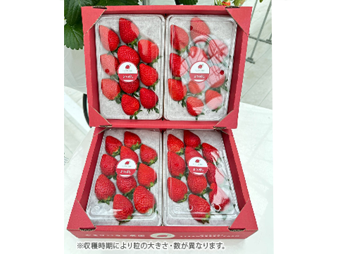 4パック｜甘味とコクのバランス良し！鮮やかな赤色いちごのよつぼし 合計1kg！