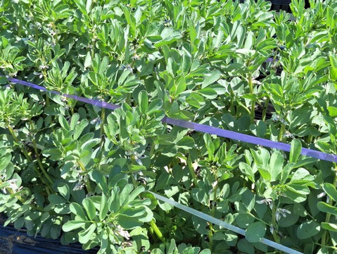【農薬化学肥料不使用】旬の野菜セット(80サイズ)5品