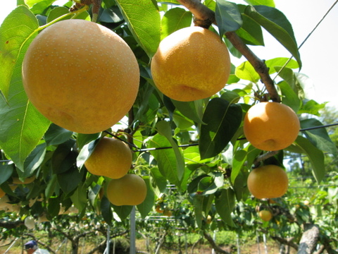 【完熟収穫】富山県産幸水梨（徳用・ご家庭用1.8kg）