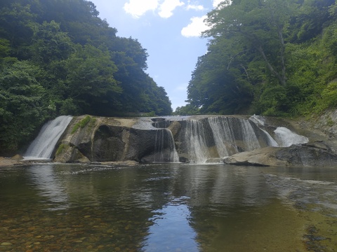 【2026年予約受付中】行者にんにく花蕾1kg　　90°に曲がった最高の状態を出荷します　幻の山菜