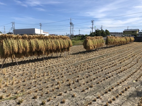 令和7年産 新大正もち 自然栽培 もち粉（静岡県産）1kg