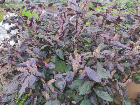 🍁【秋限定・数量限定】青紫蘇×赤紫蘇 2色の手摘み穂紫蘇食べ比べ 約50g｜塩漬け・醤油漬け・天ぷらに｜農薬・化成肥料不使用🍁
