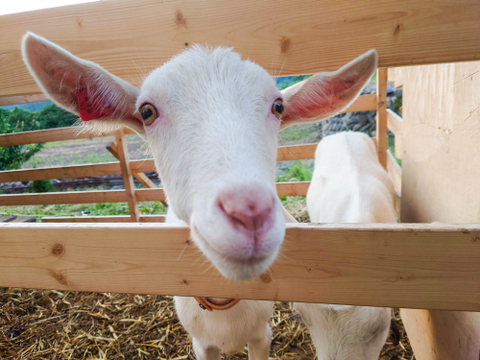 【今だけ訳アリお買い得】シャインマスカット１．８ｋｇ箱(５パック入り)