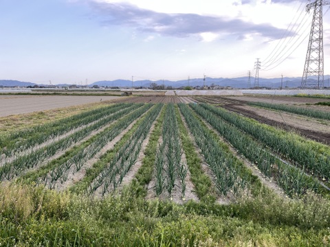 【自然栽培】旨み凝縮！徳島県産 農家の愛情たっぷり玉ねぎ(晩生)5kg