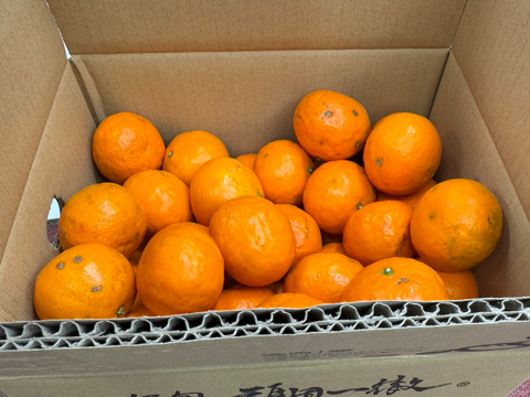 しっかり甘いのにさっぱり🍊ご家庭用 南津海【サイズ混合・5kg箱】